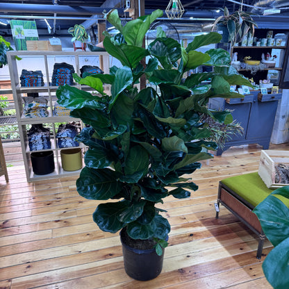 Ficus Lyrata ‘Fiddle Leaf Fig’ Bush