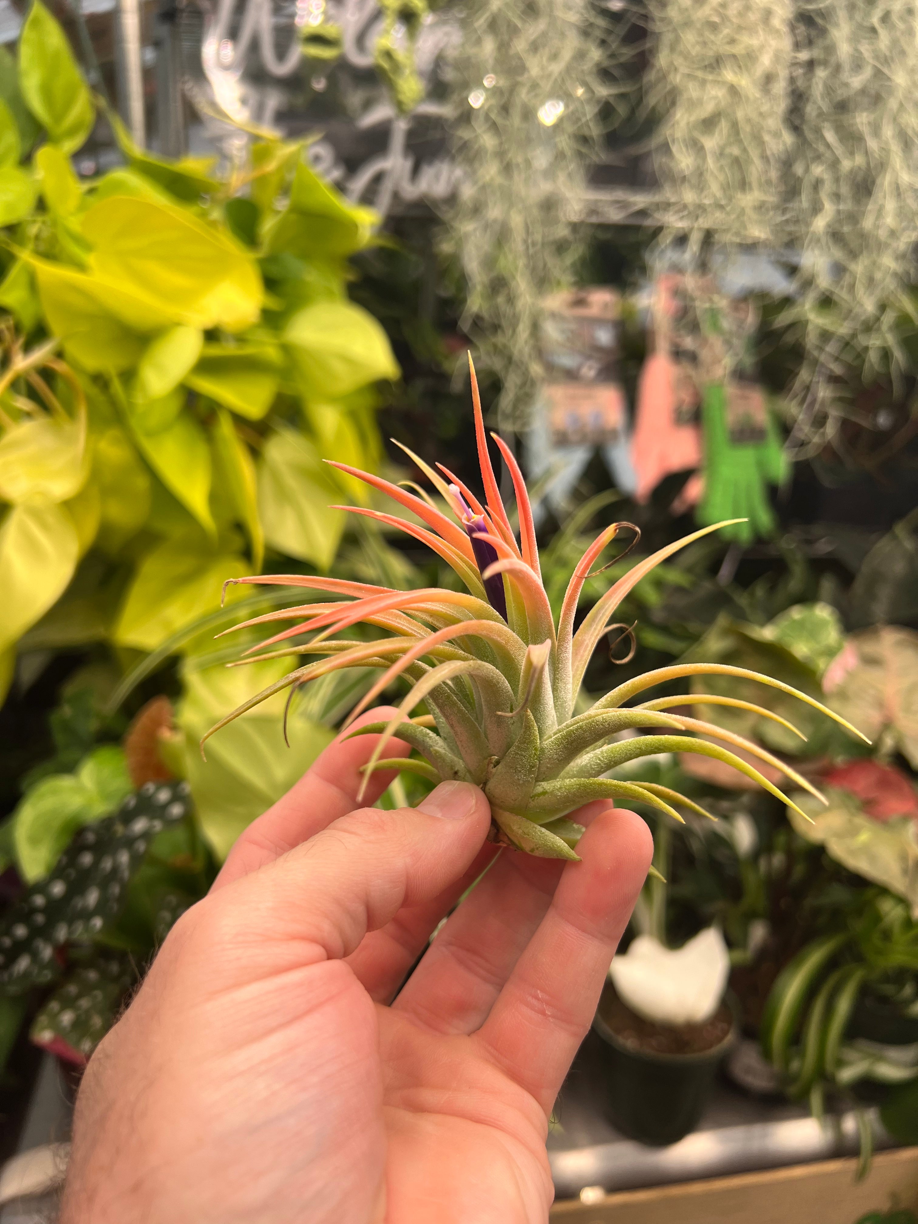 Capitata Peach Air Plant