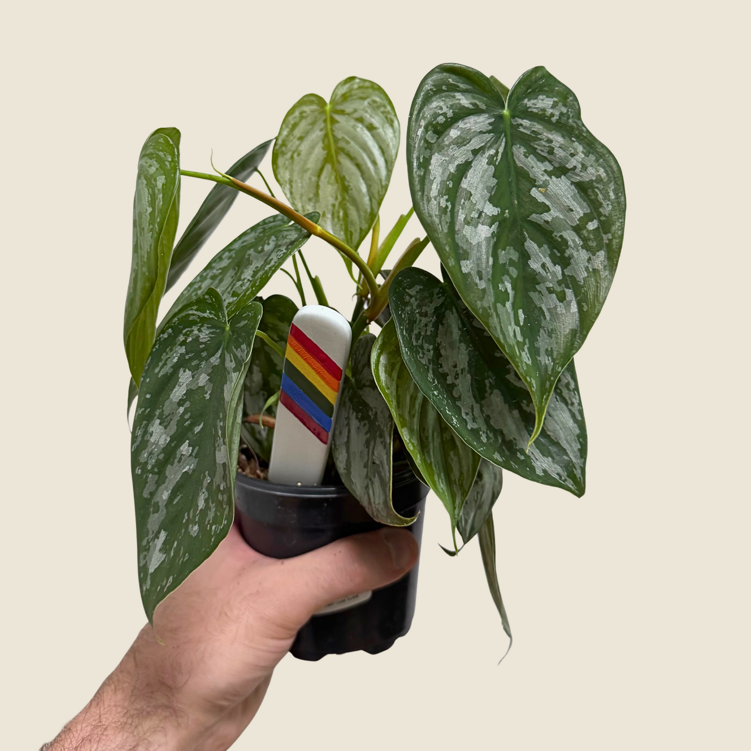 Philodendron Branditianum