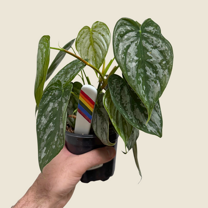 Philodendron Branditianum