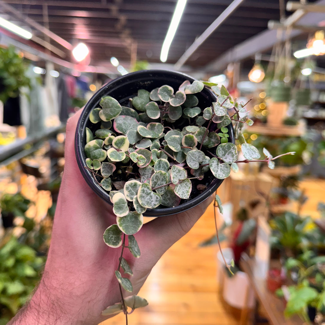 String of Hearts Variegated