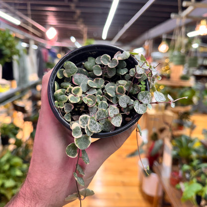 String of Hearts Variegated
