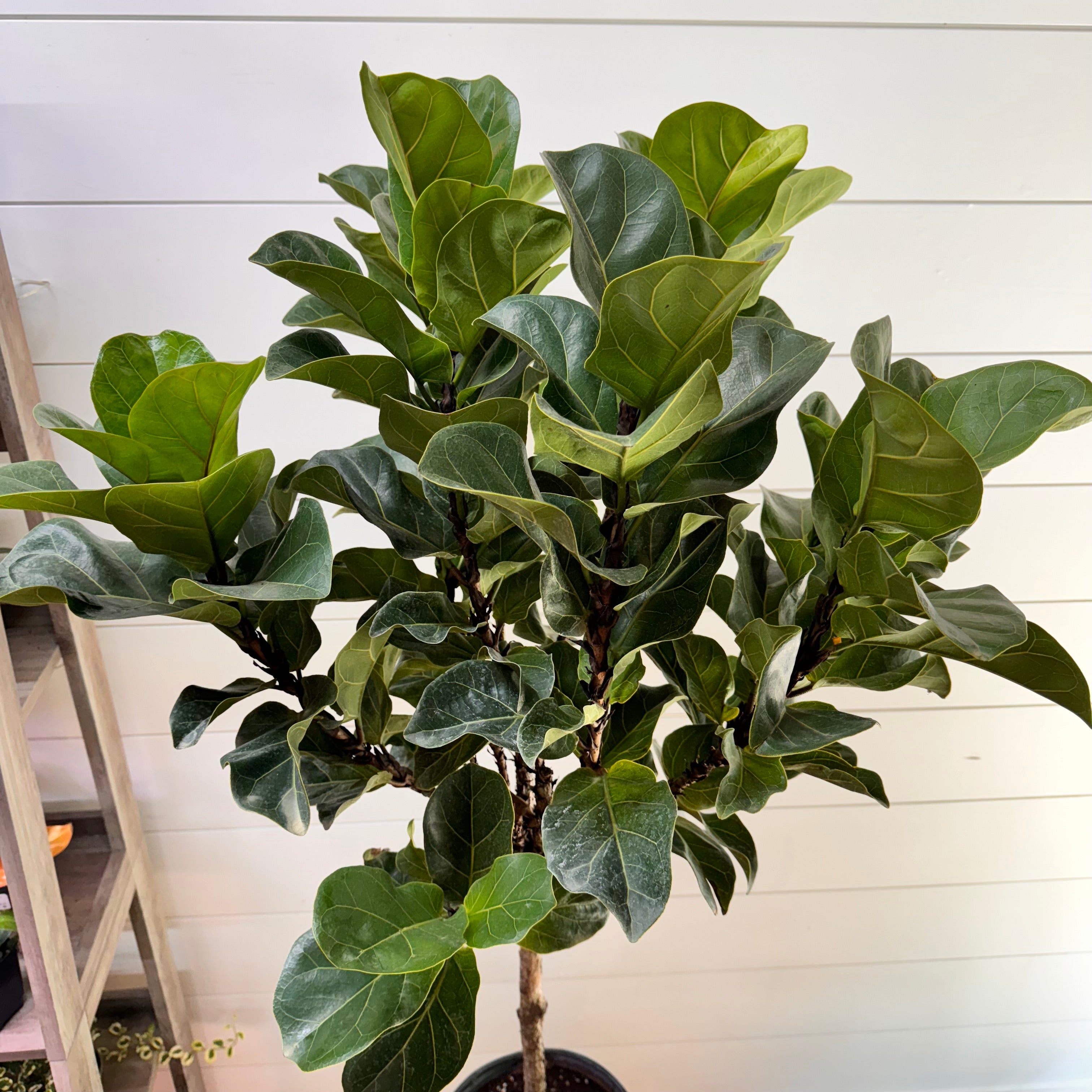 Ficus Lyrata &