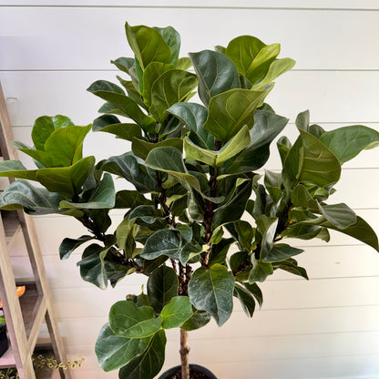 Ficus Lyrata &