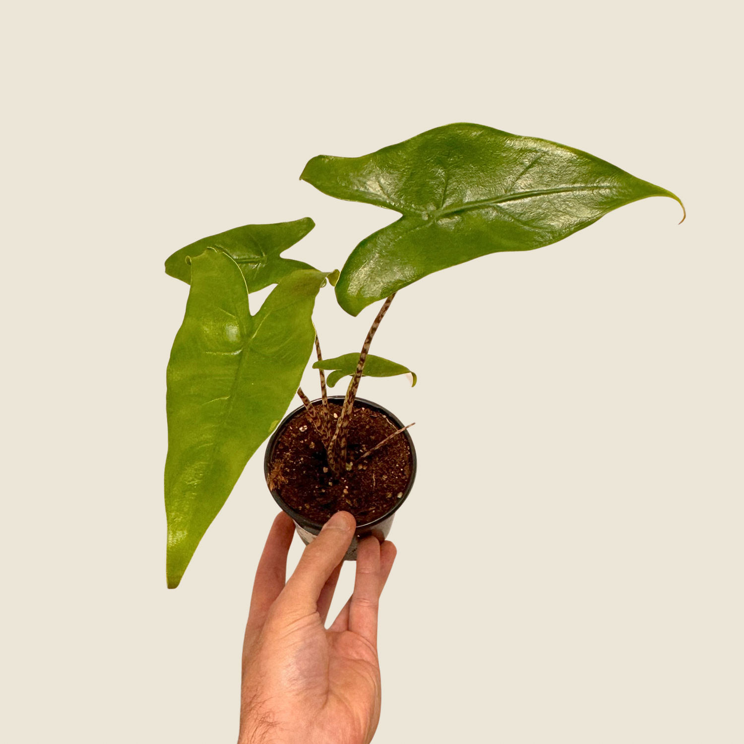 Alocasia Zebrina