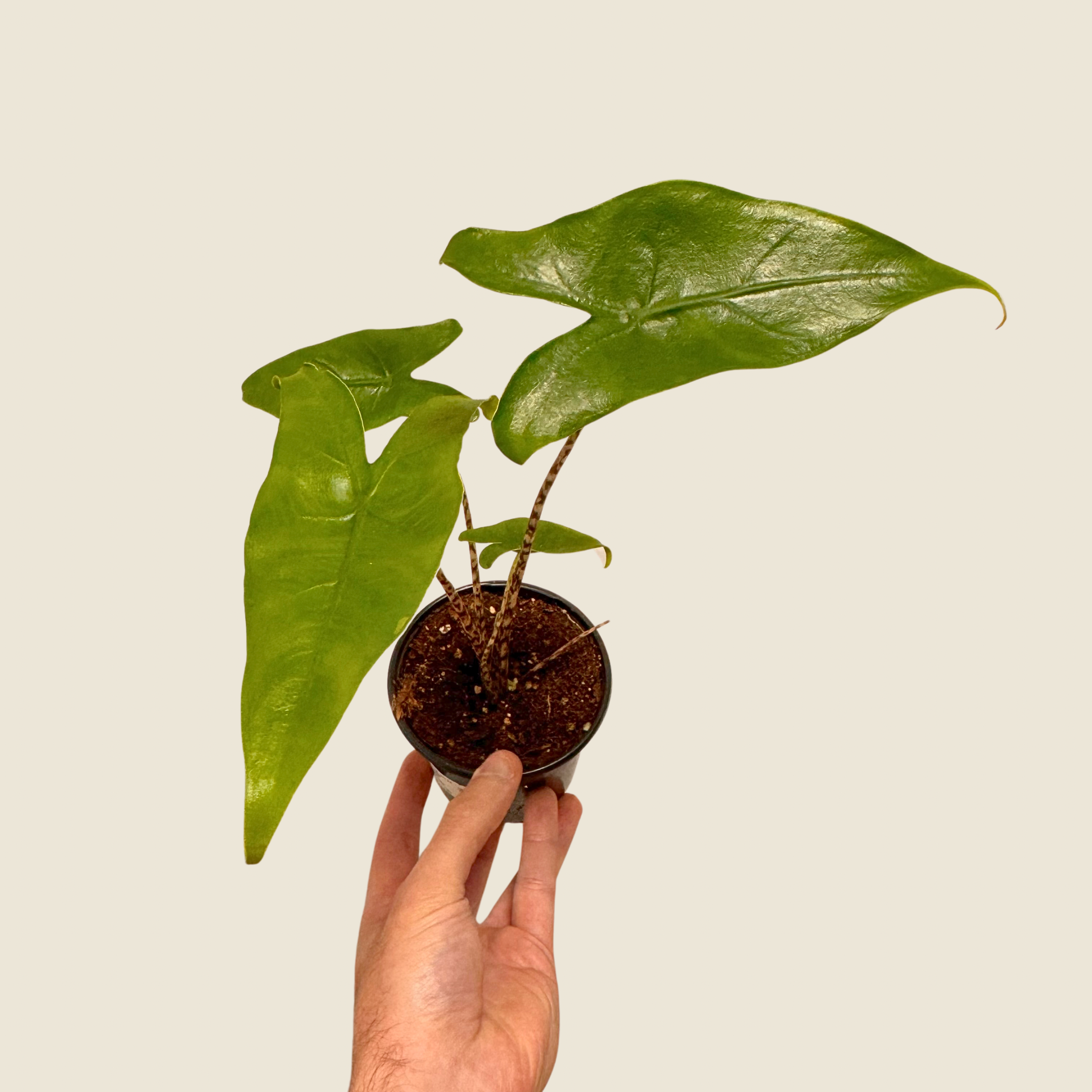 Alocasia Zebrina