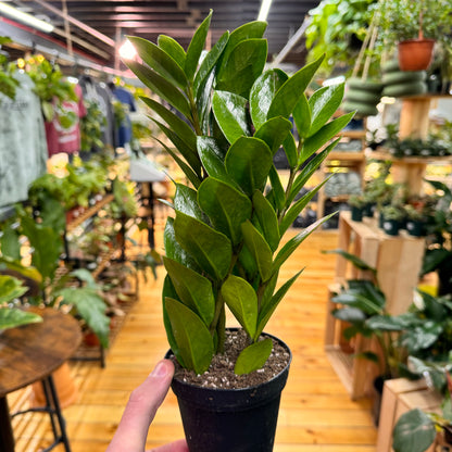Zamioculas Zamiifolia &