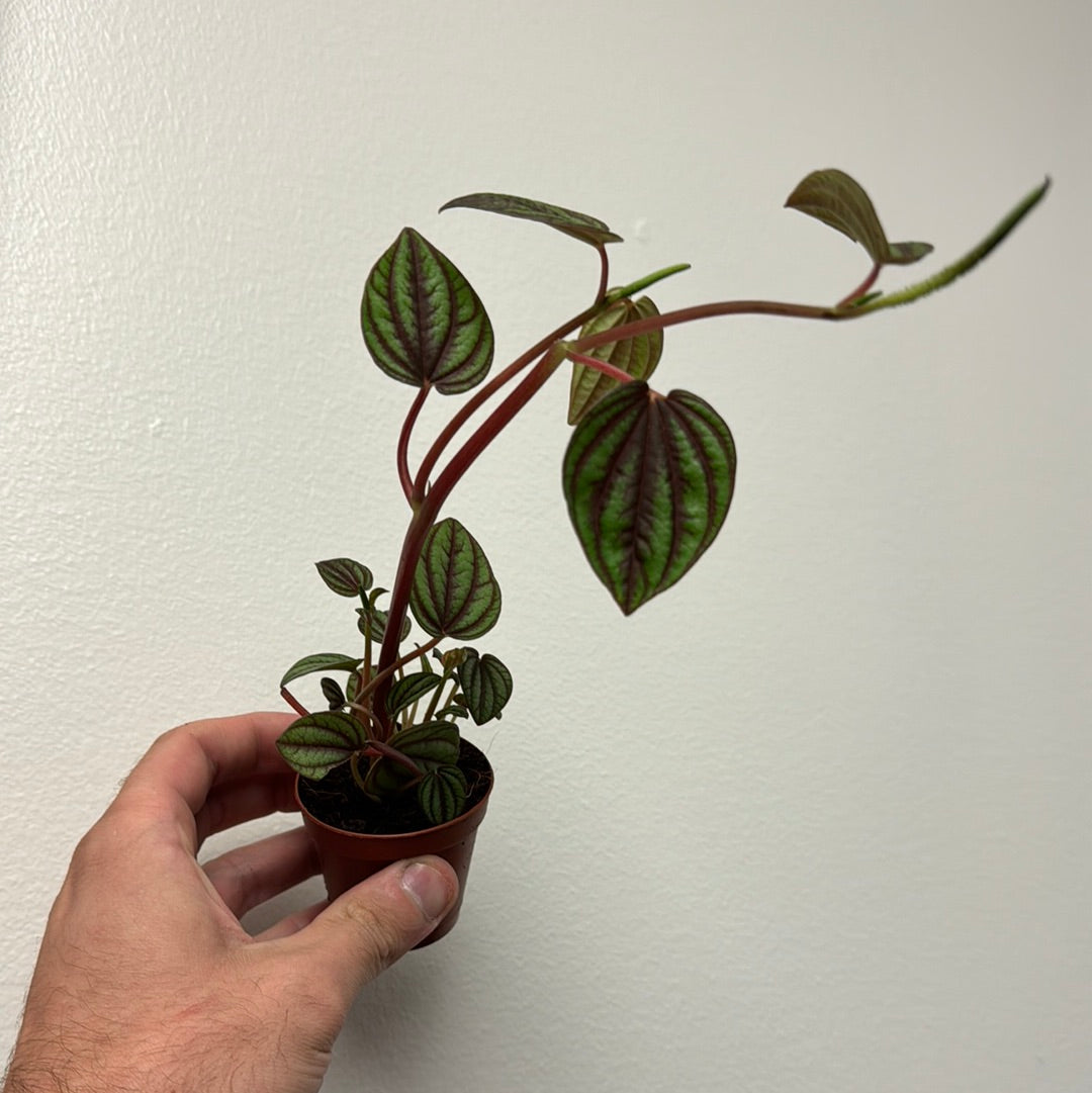 Peperomia Piccolo