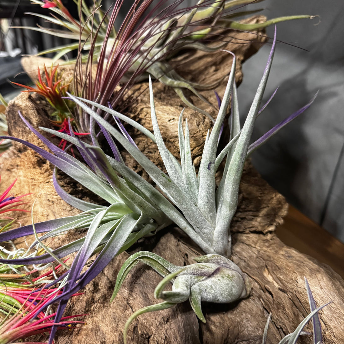 Air plant on drift wood