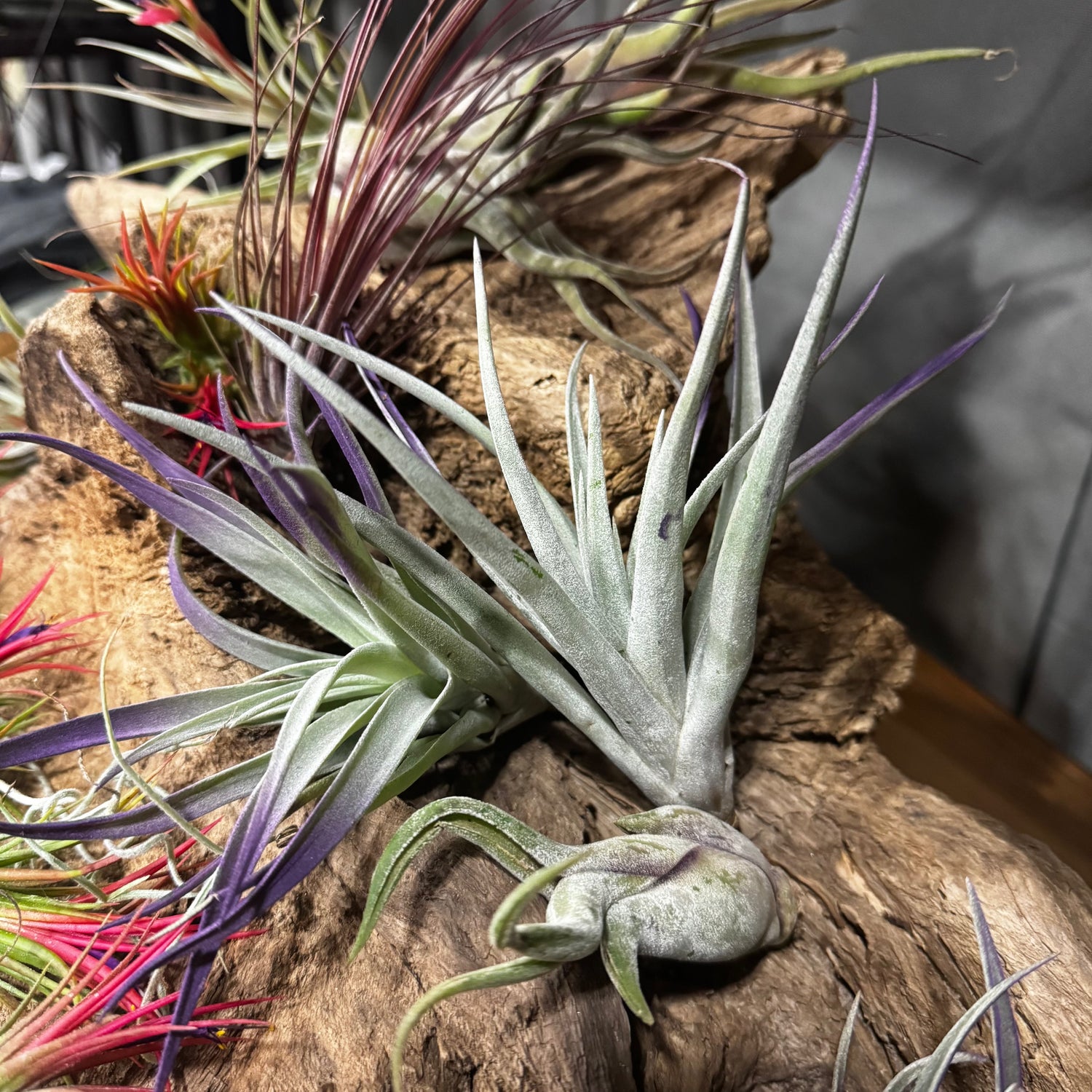 Air plant on drift wood