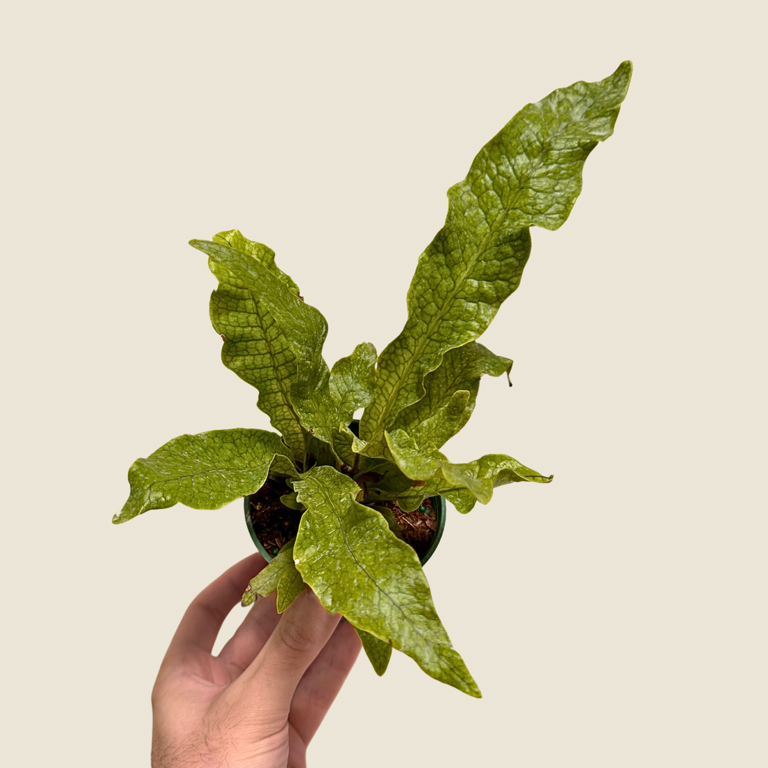 4&quot; Fern Crocodile
