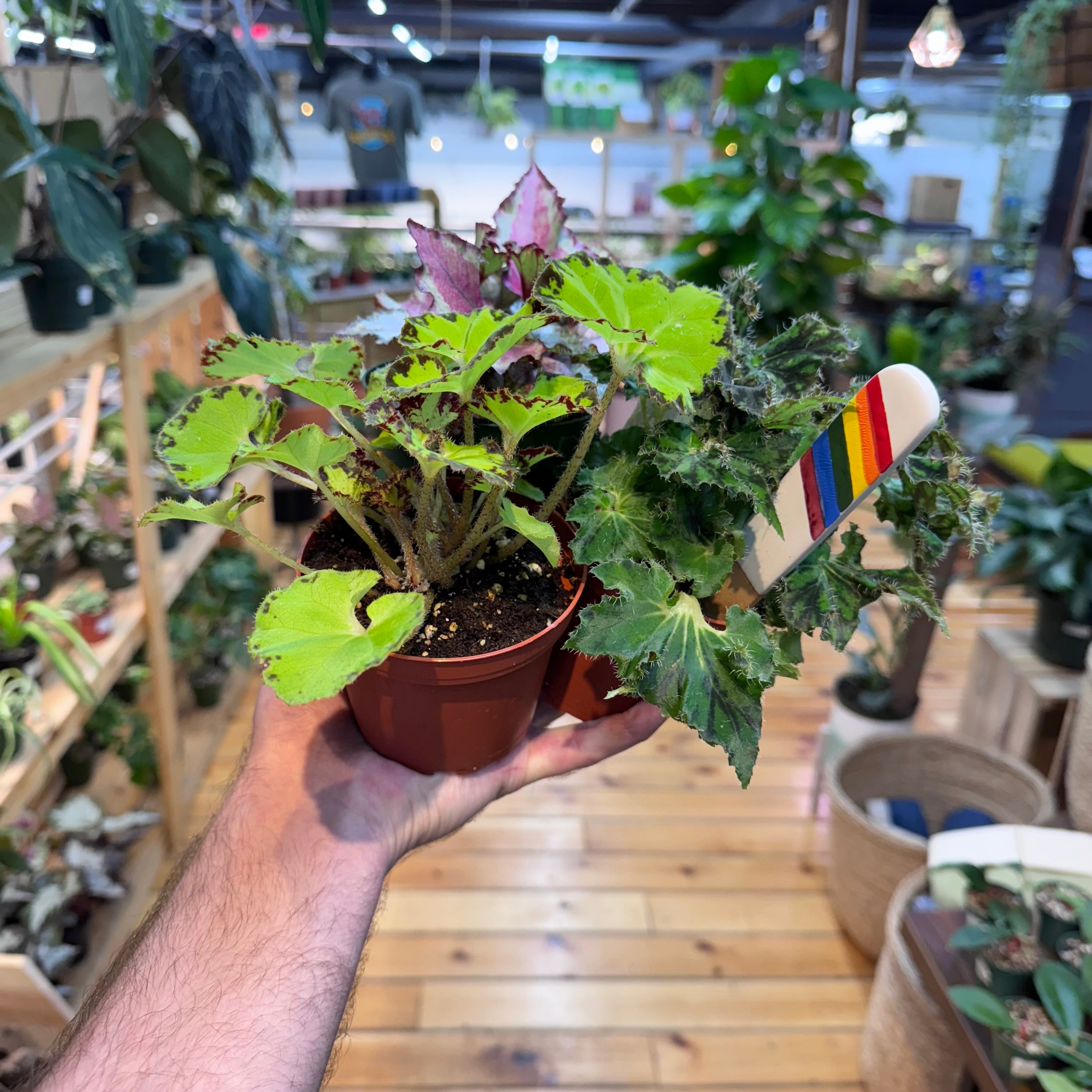 Begonia Assorted