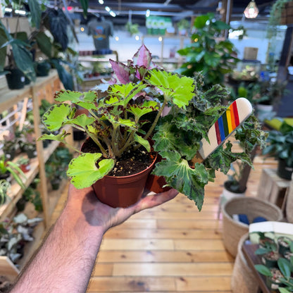 Begonia Assorted