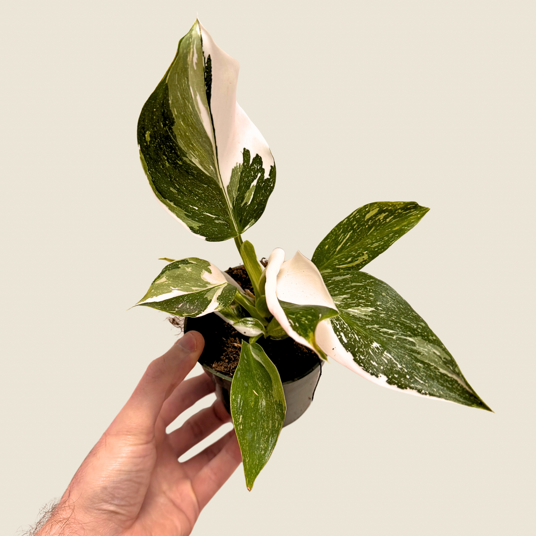4&quot; Philodendron White Wizard