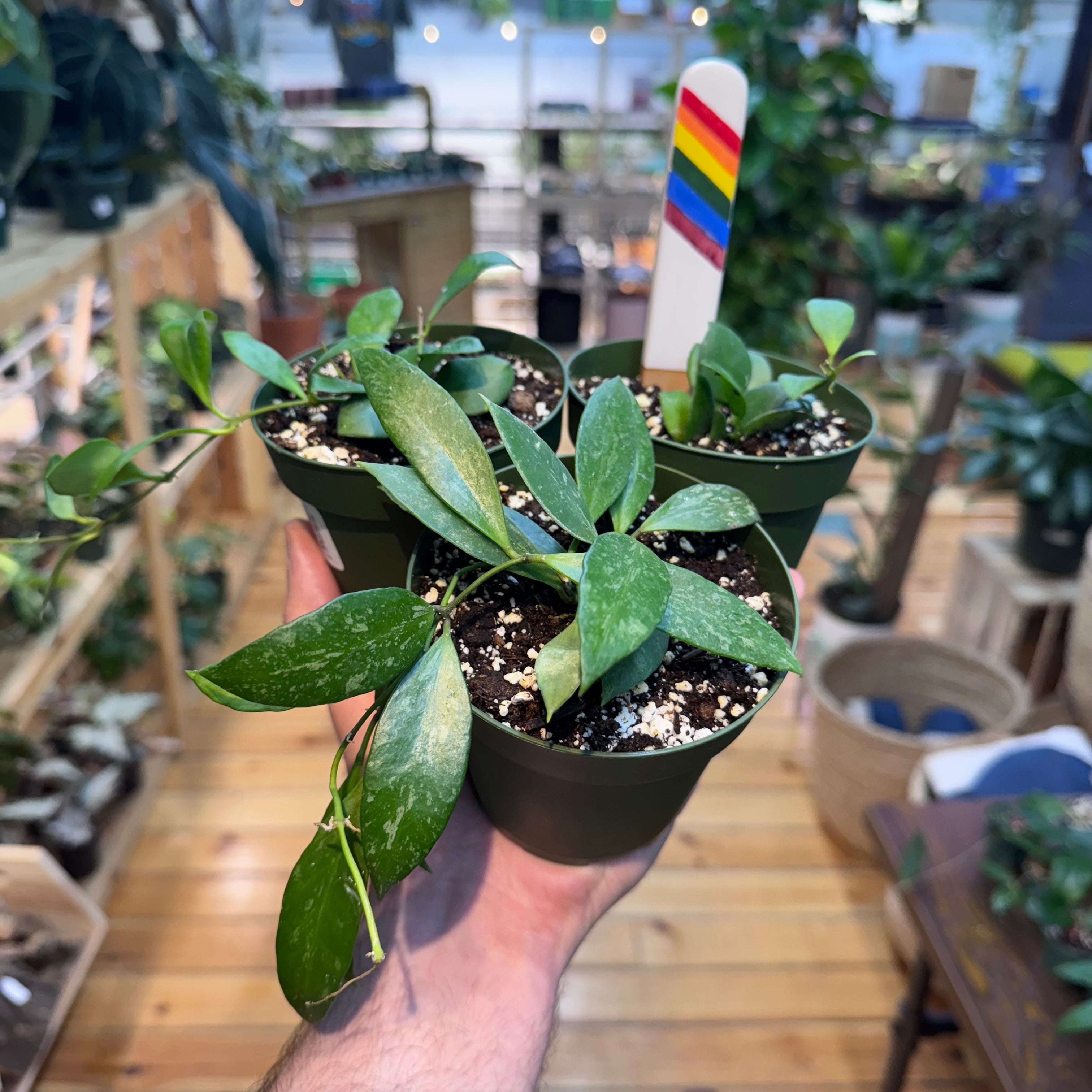 Hoya NOID Assorted