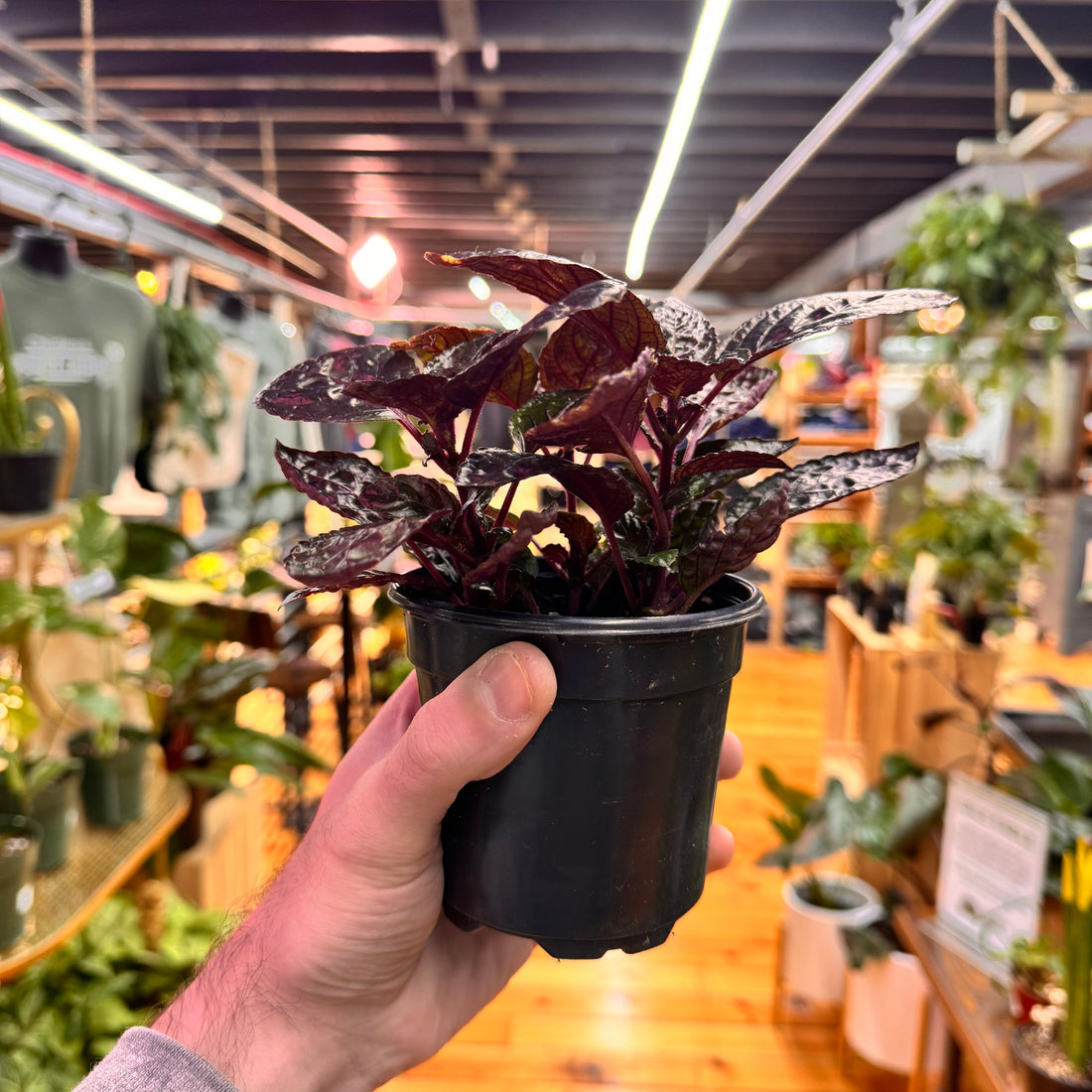Strobilanthes Purple Waffle