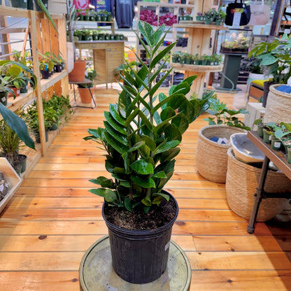 Zamioculas Zamiifolia &