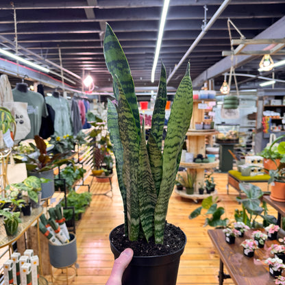 Sansevieria Zeylanica