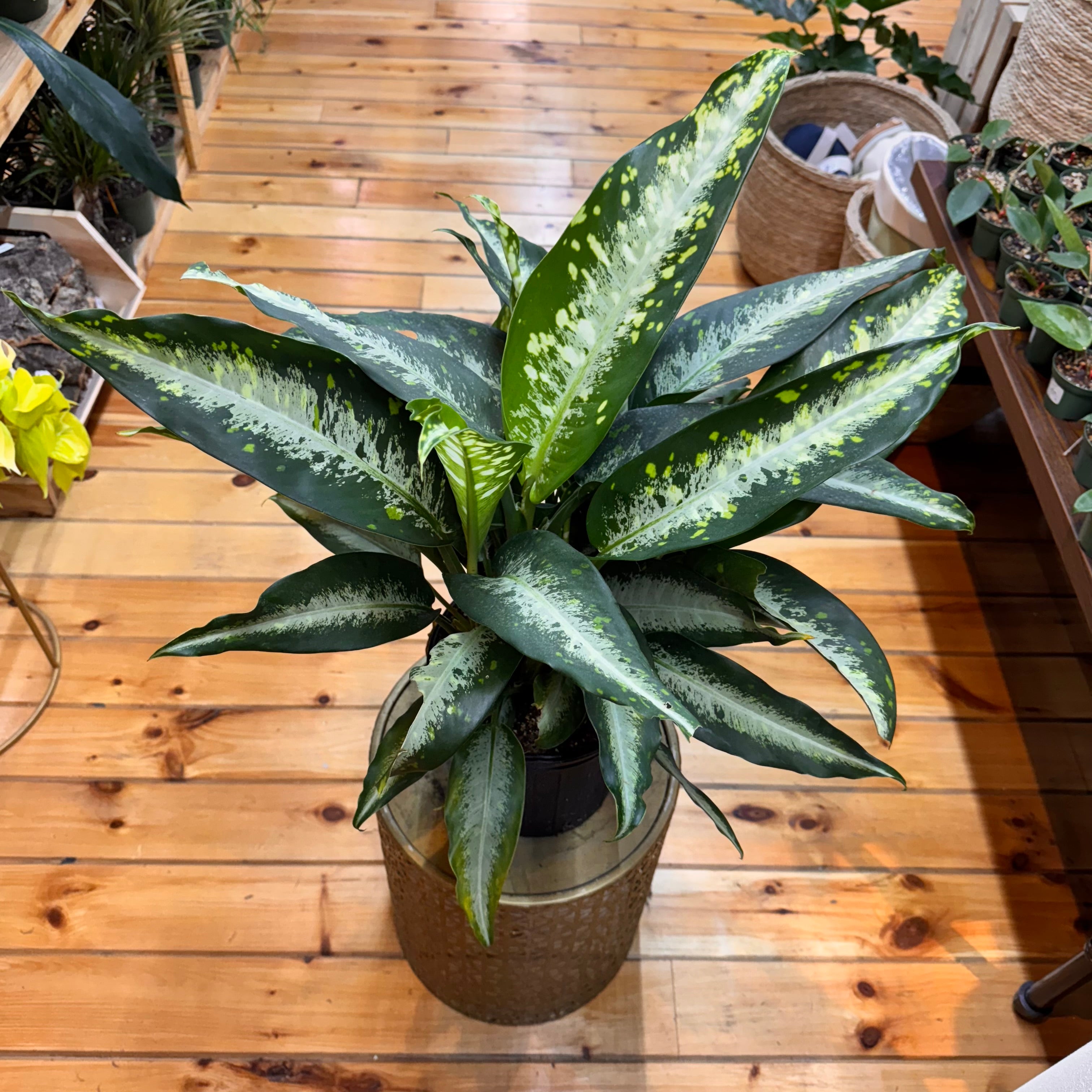 Dieffenbachia Panther