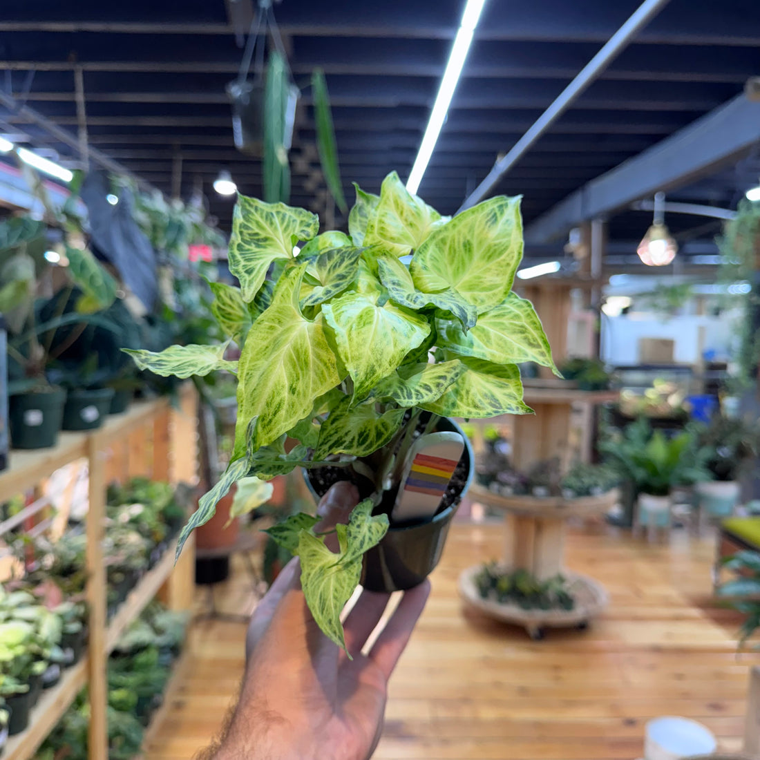 Syngonium Batik