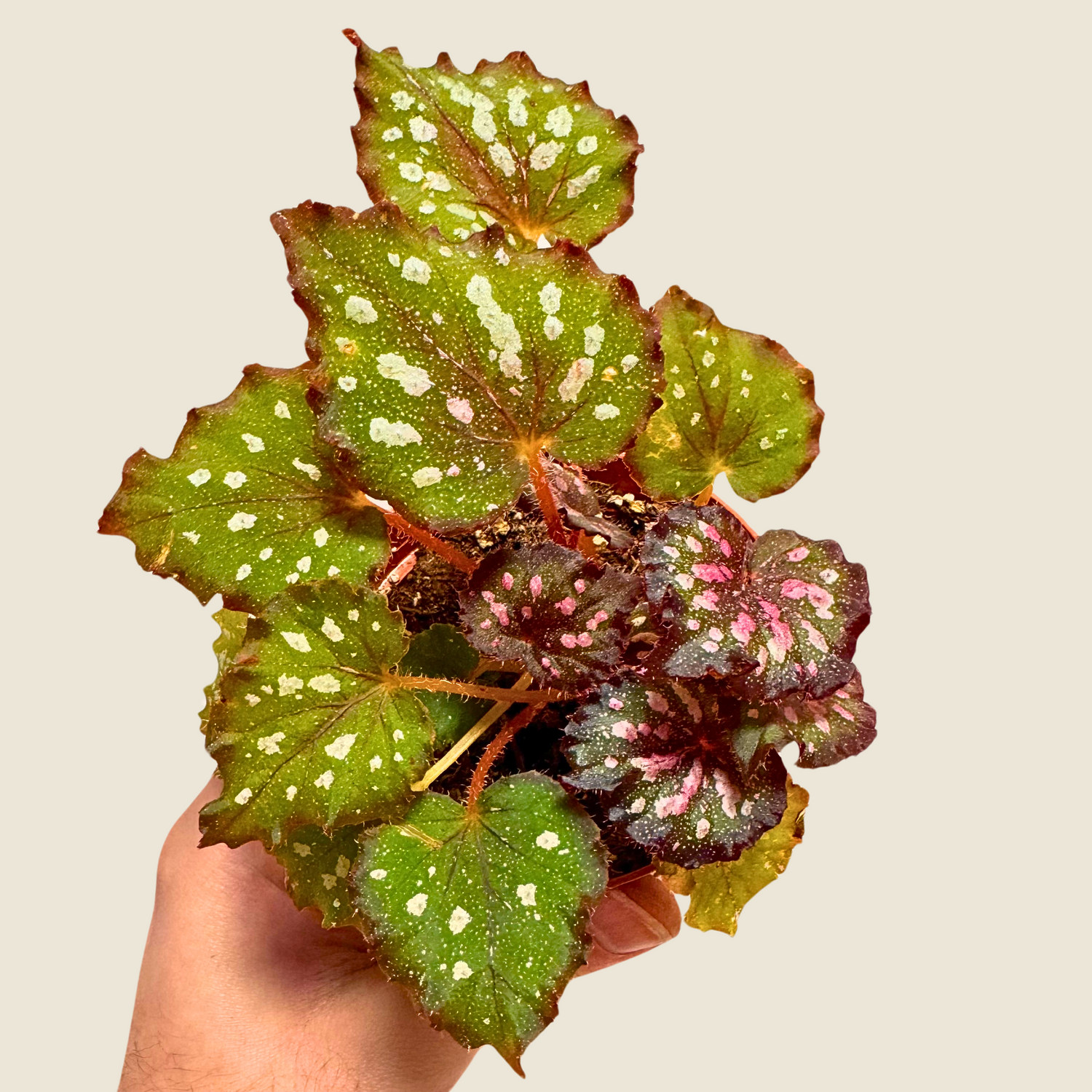 Begonia Stained Glass