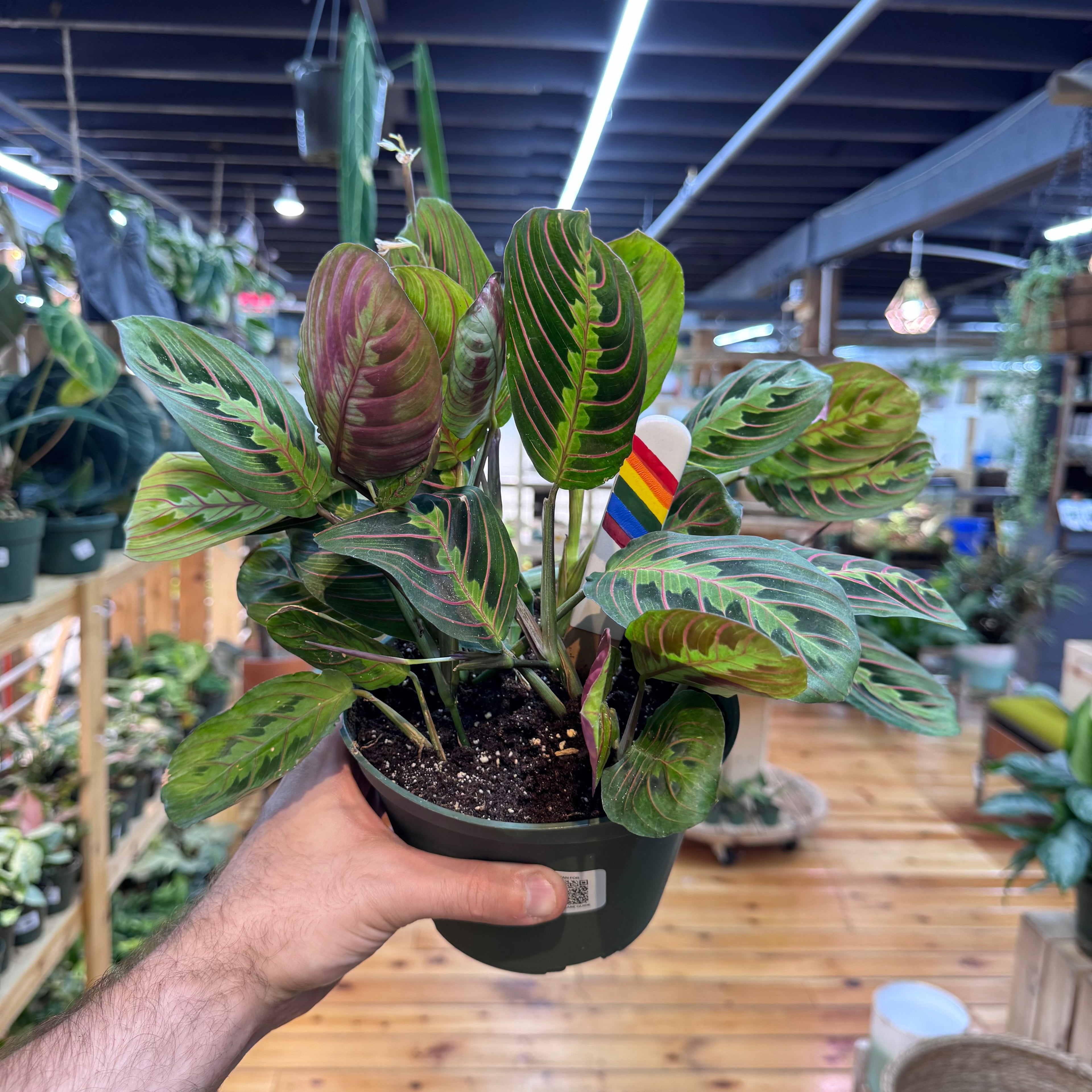 Maranta Red