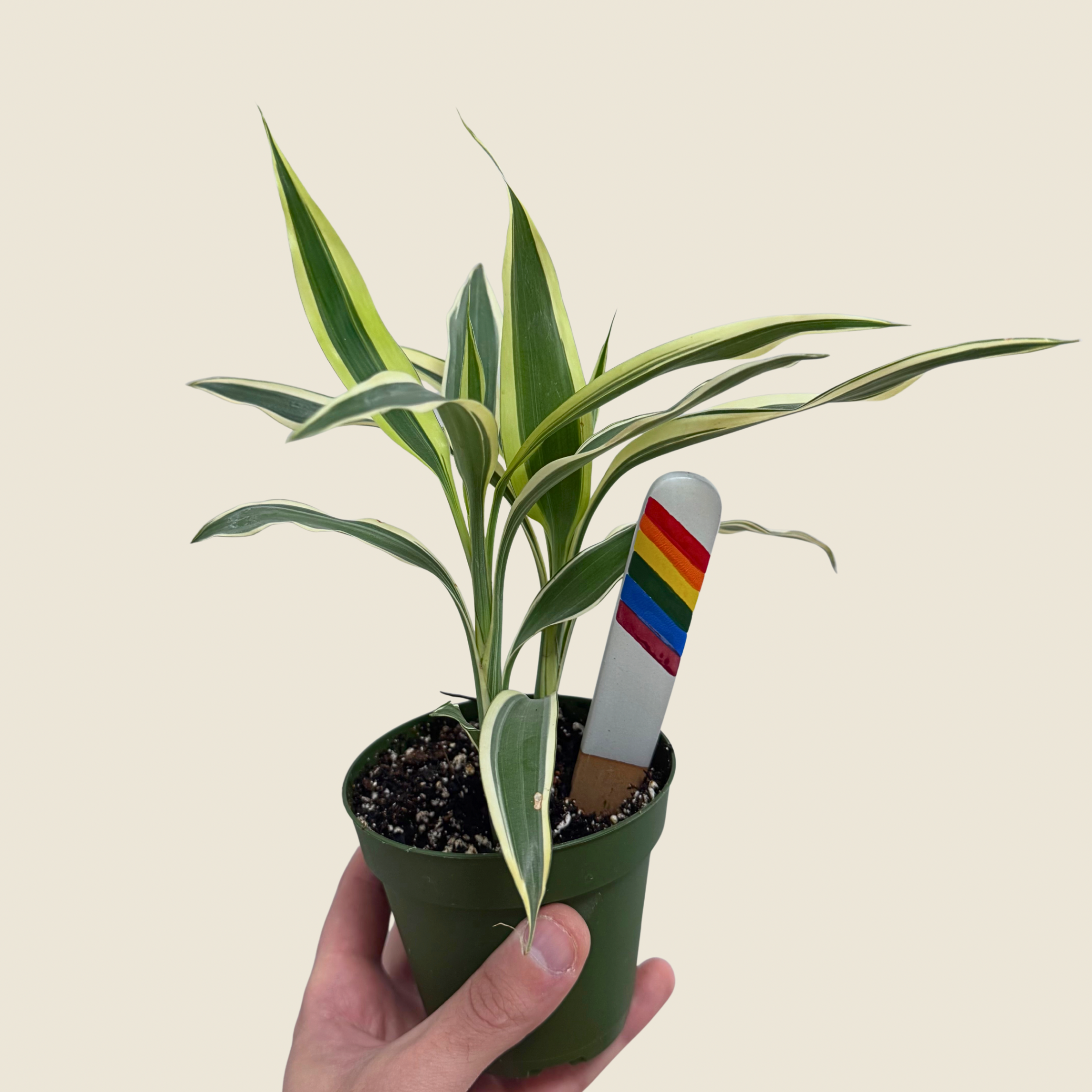 Dracaena Song of India