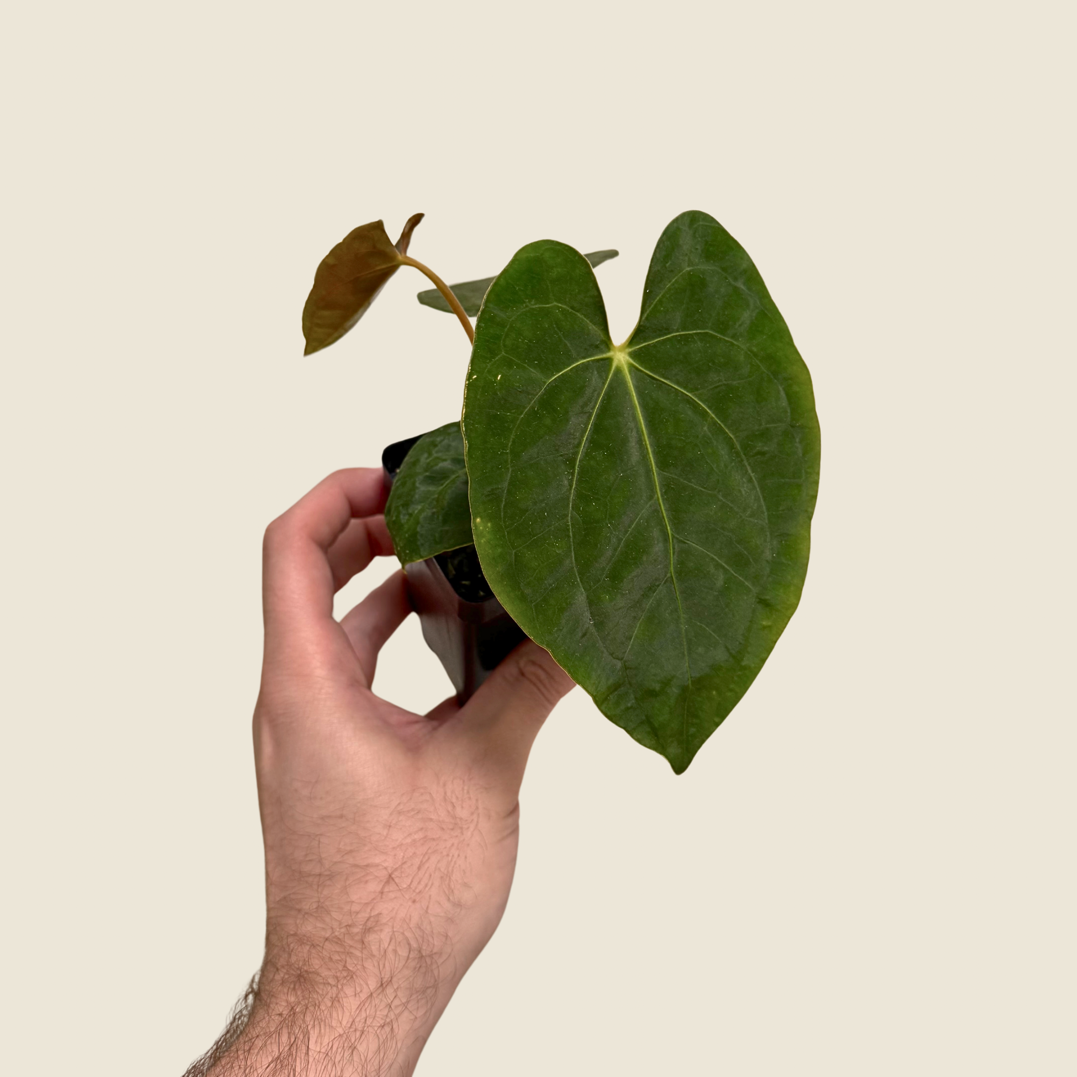 Anthurium (Dressler x Magnificum) x Lynam