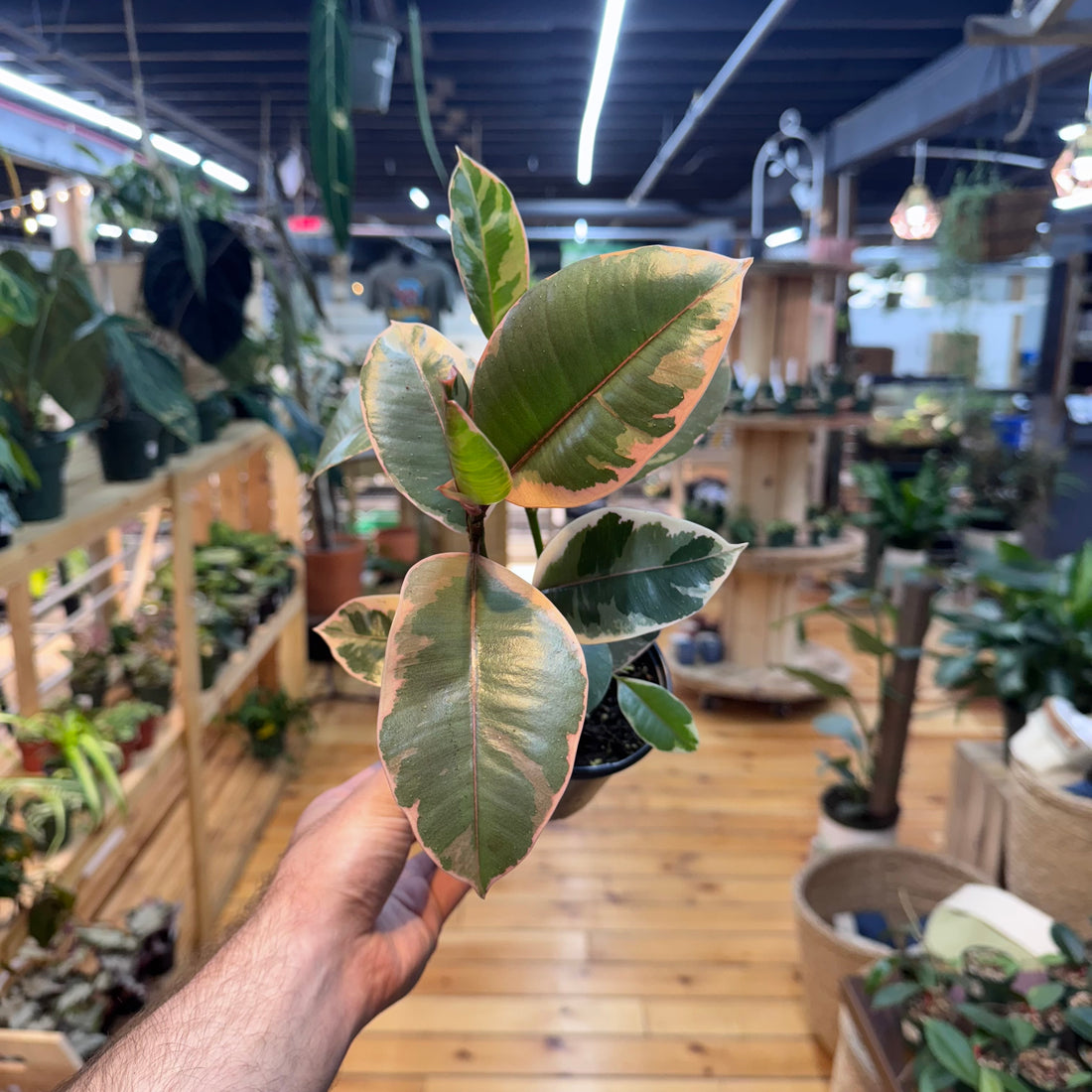 Ficus Ruby Pink
