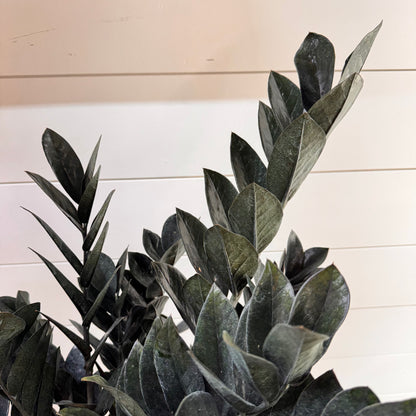 Zamioculas Zamiifolia &