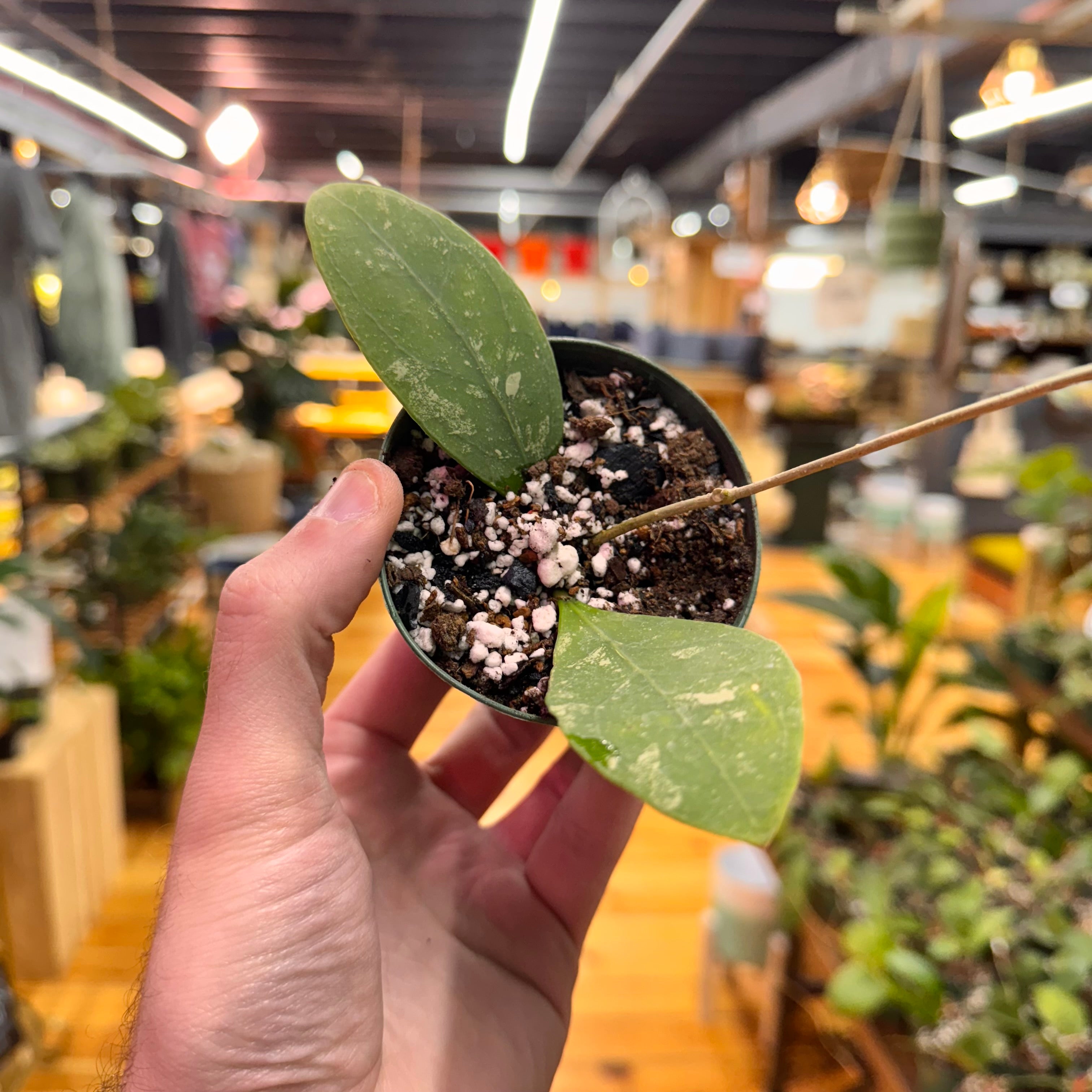 Hoya Rintzii &