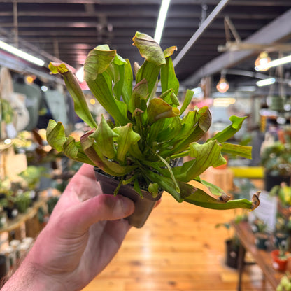 Sarracenia Maroon