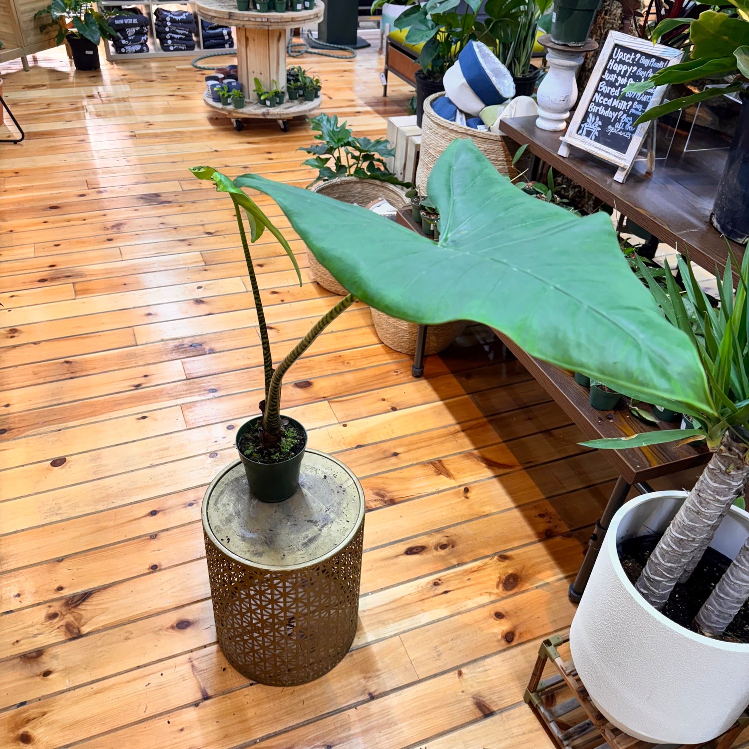 Alocasia Zebrina