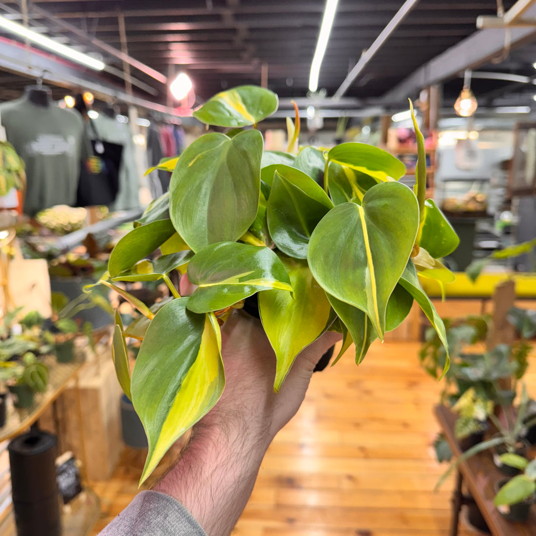 Philodendron Brasil