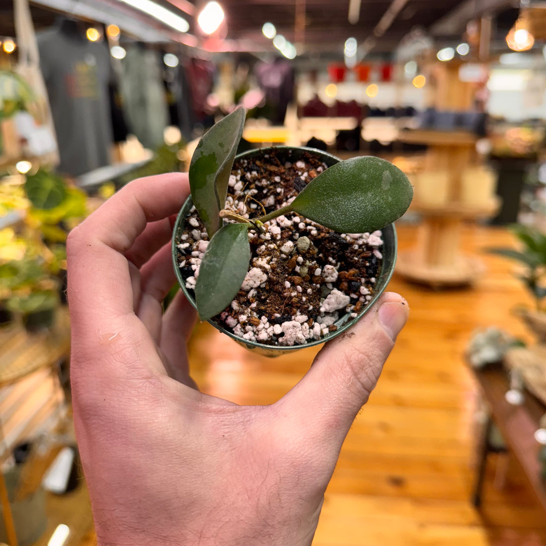 Hoya Burtoniae