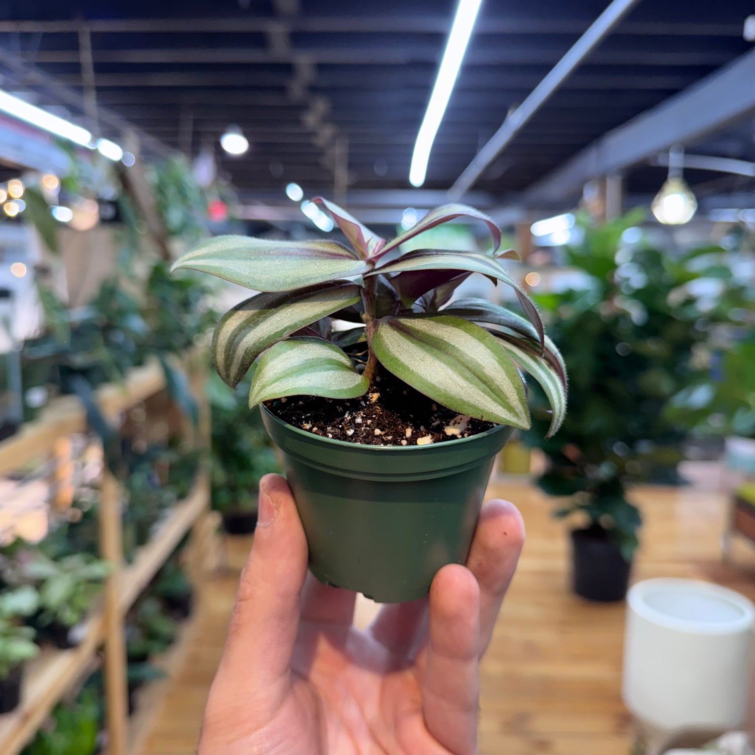 Tradescantia Zebrina