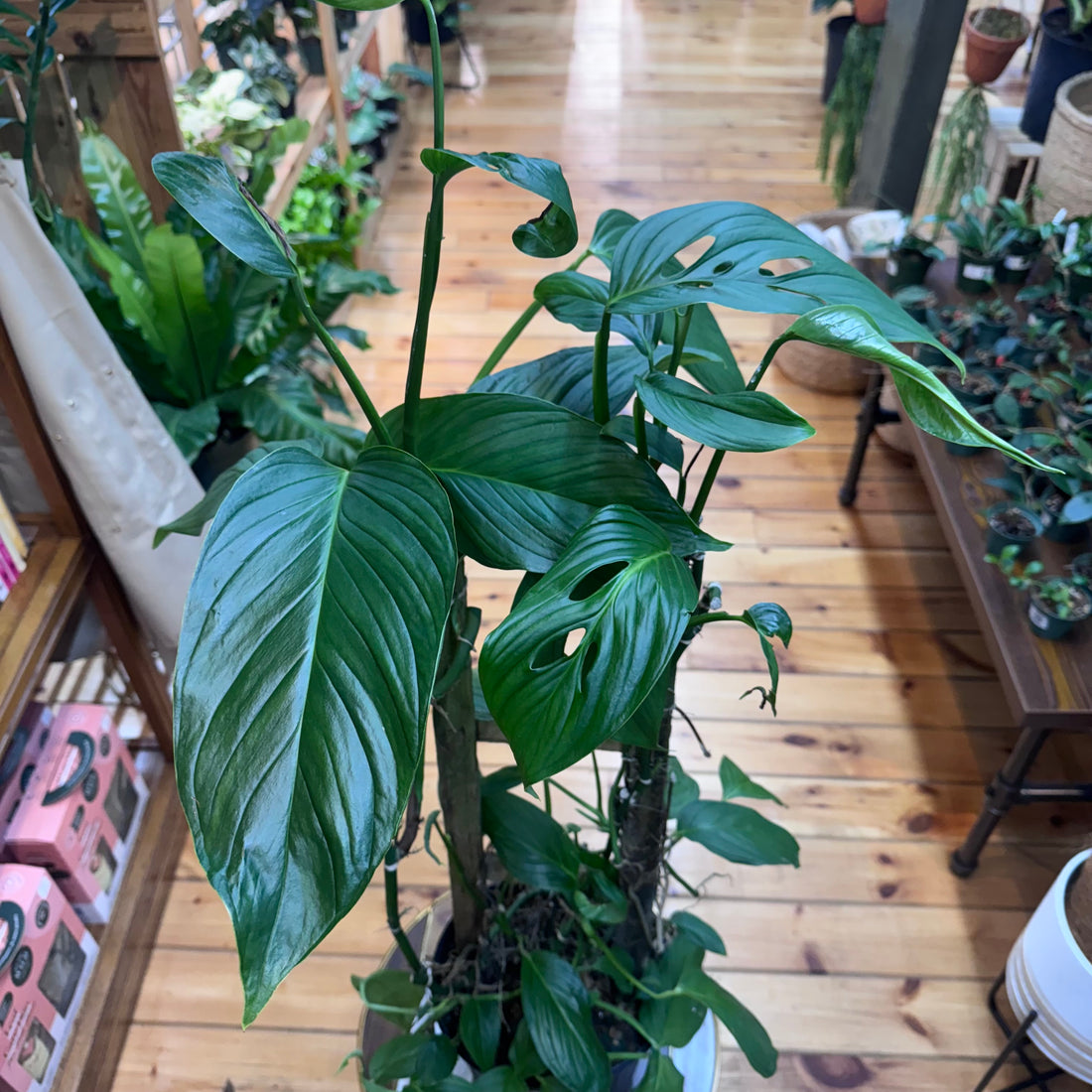 Monstera Lechleriana