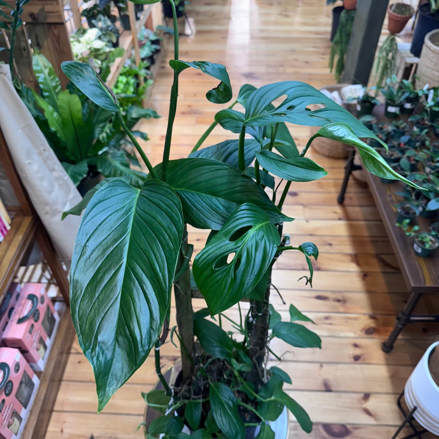 Monstera Lechleriana