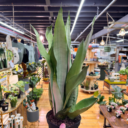 Sansevieria Moonshine