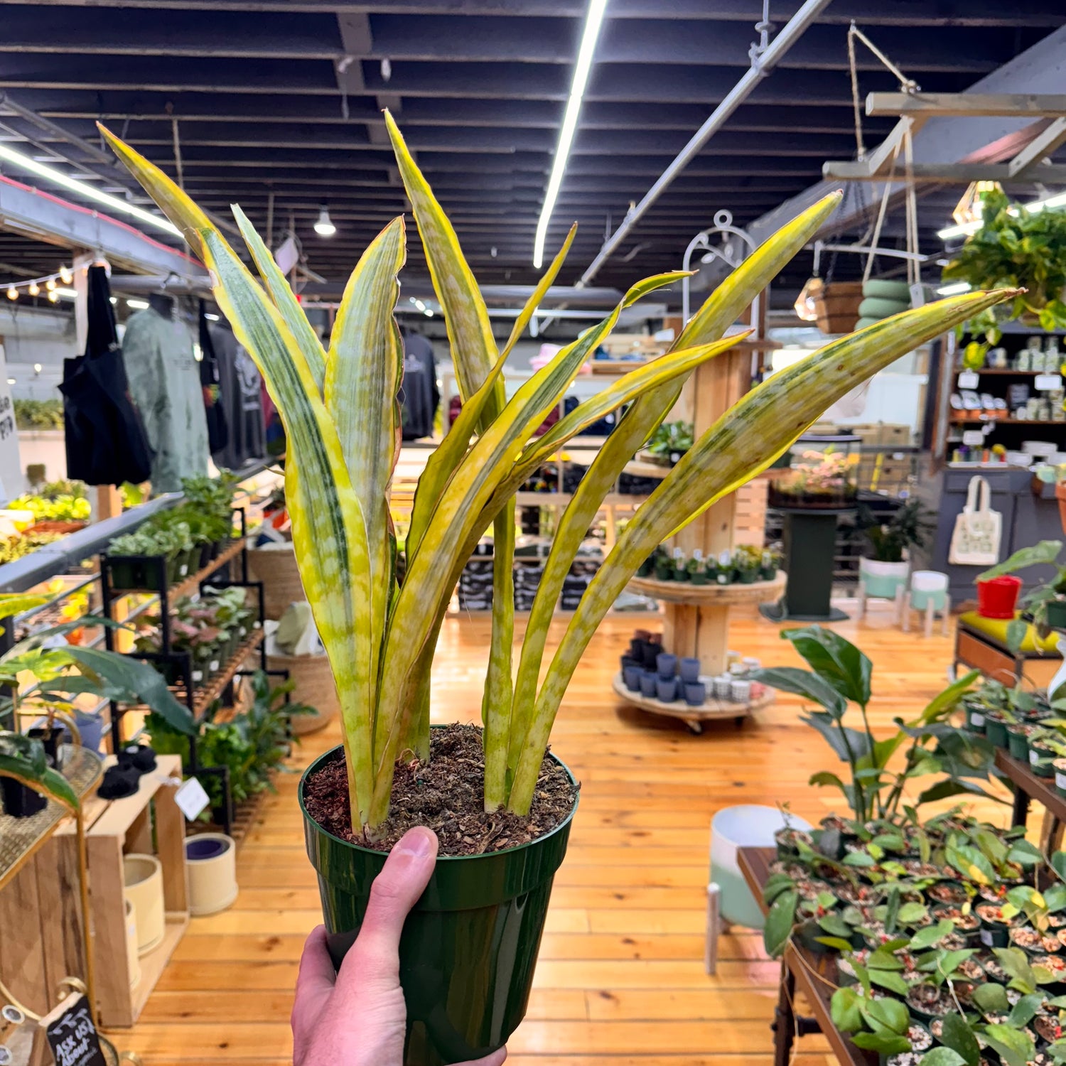 Sansevieria Lauren
