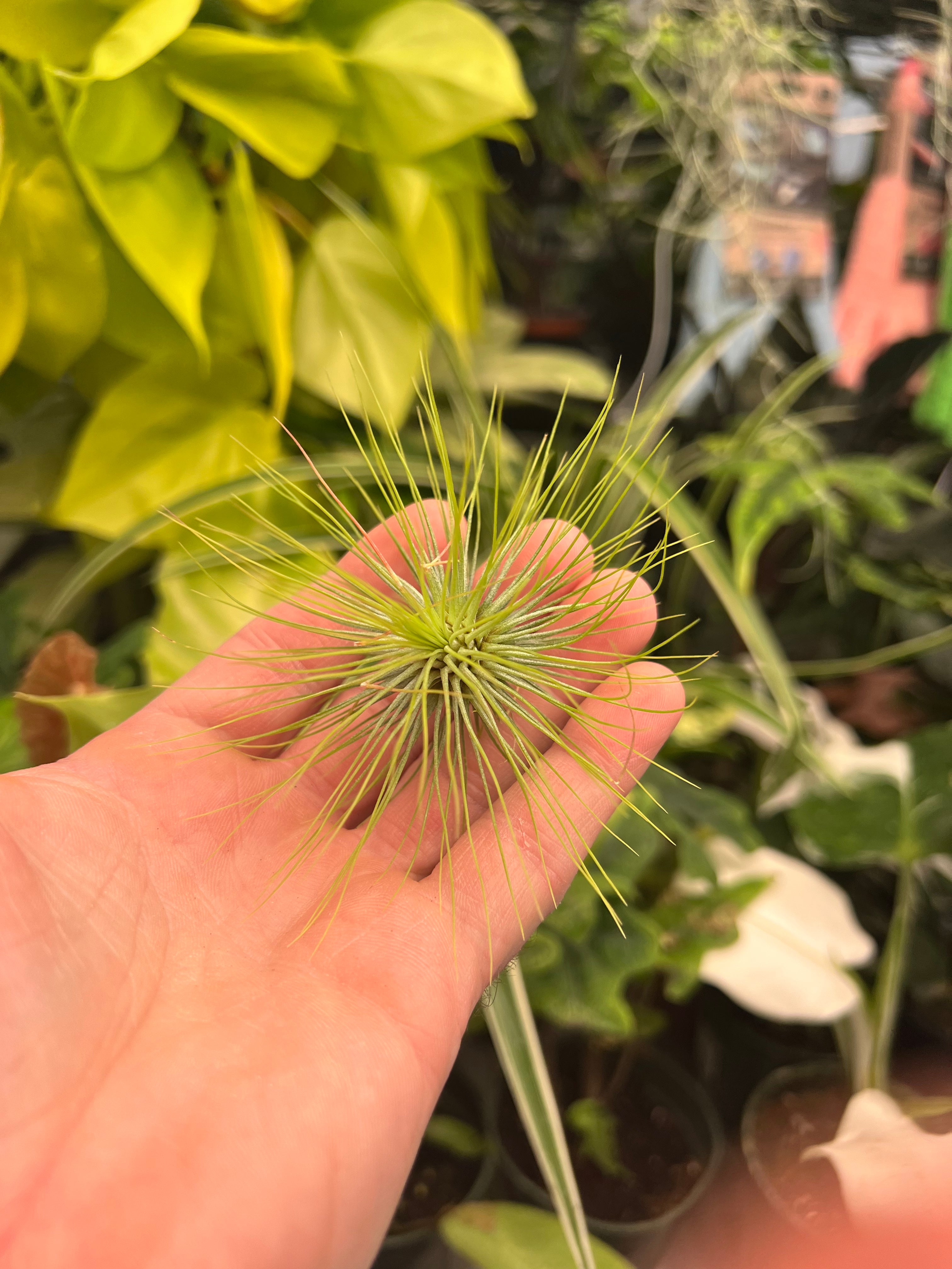 Andreana Air Plant