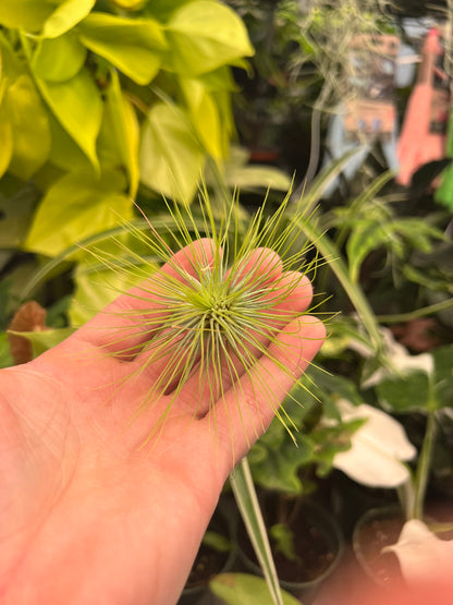Andreana Air Plant