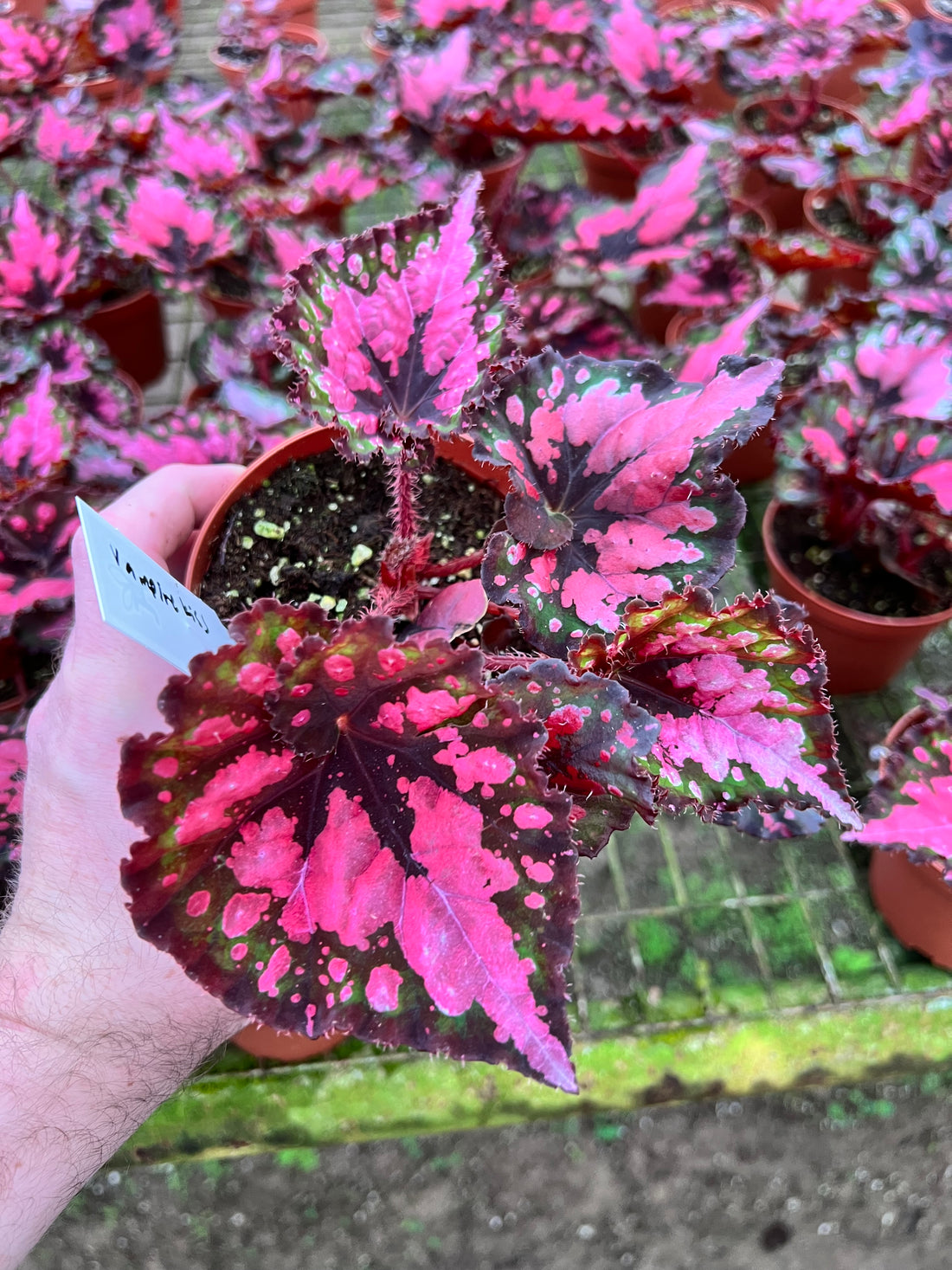 Begonia Vampire&