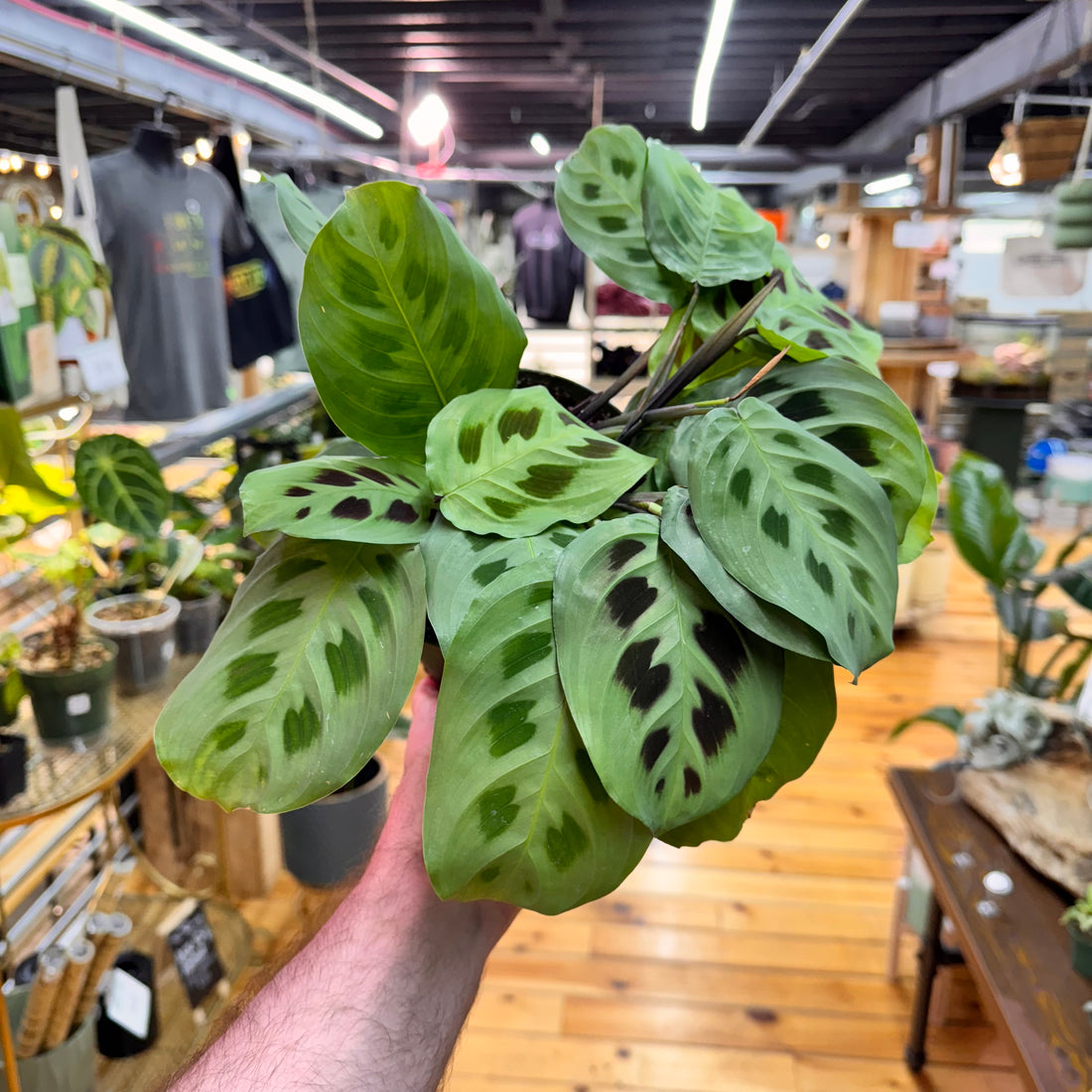 Maranta Leuconeura &