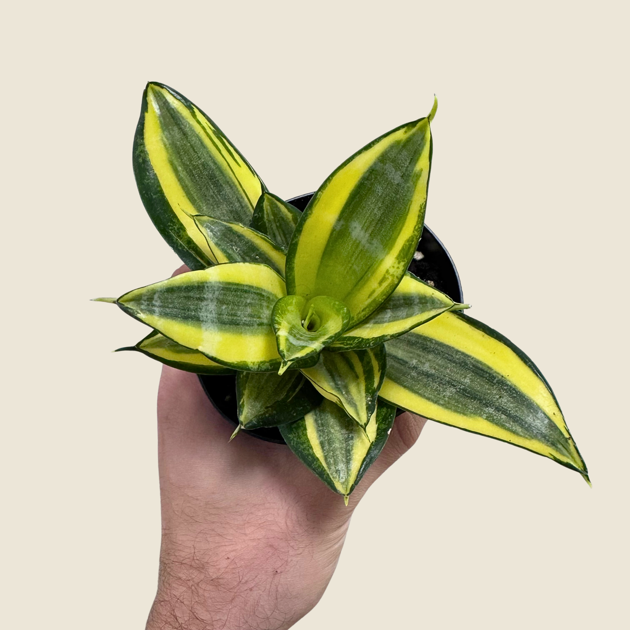 4&quot; Sansevieria Golden Hahnii