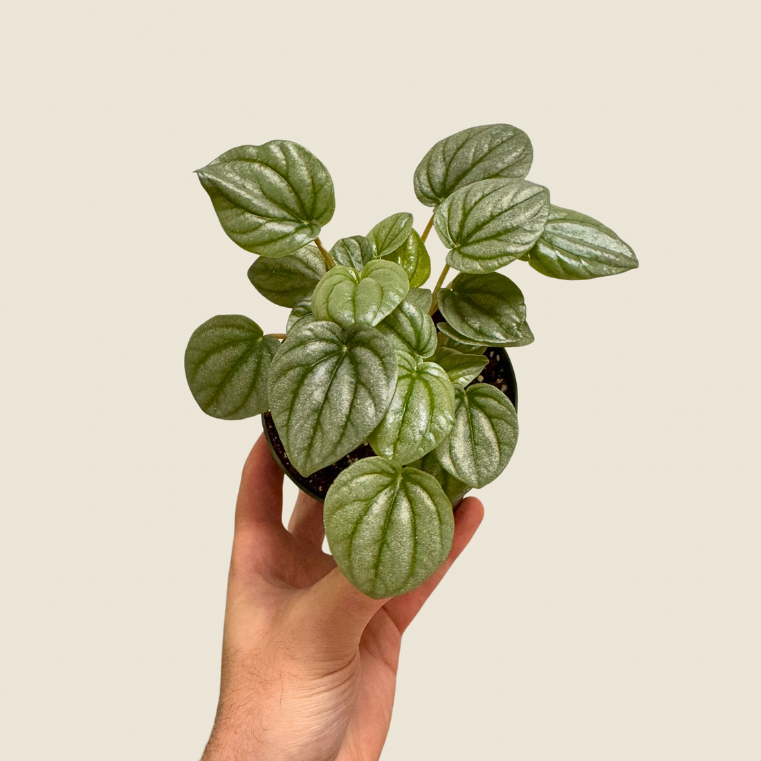 4&quot; Peperomia Frost