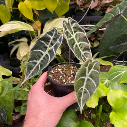 Alocasia Watsoniana