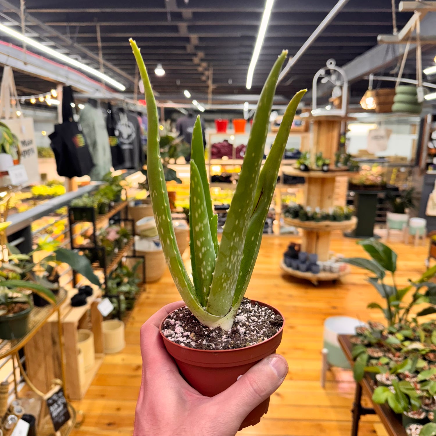 Aloe Vera