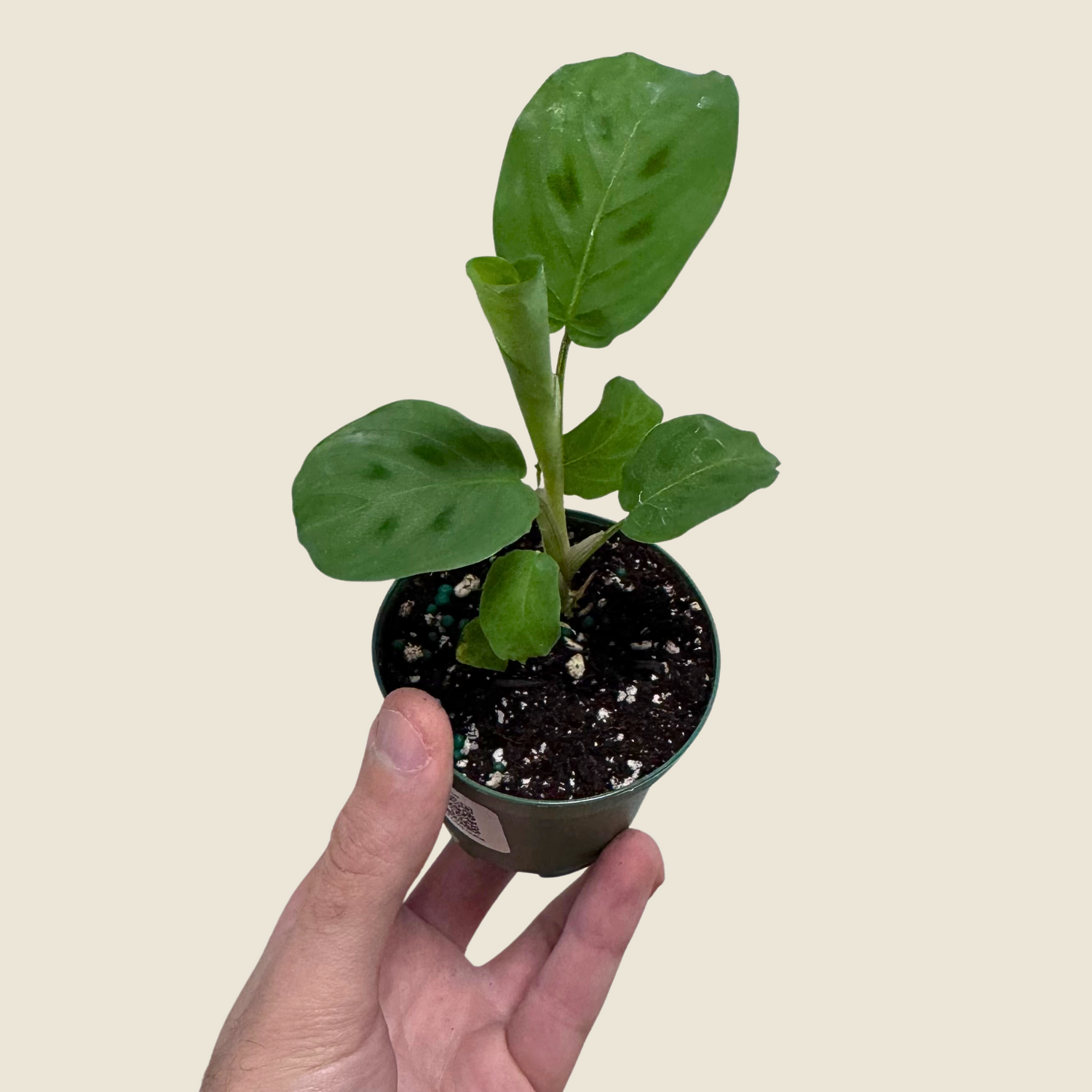 Small potted plant held in a hand against a beige background