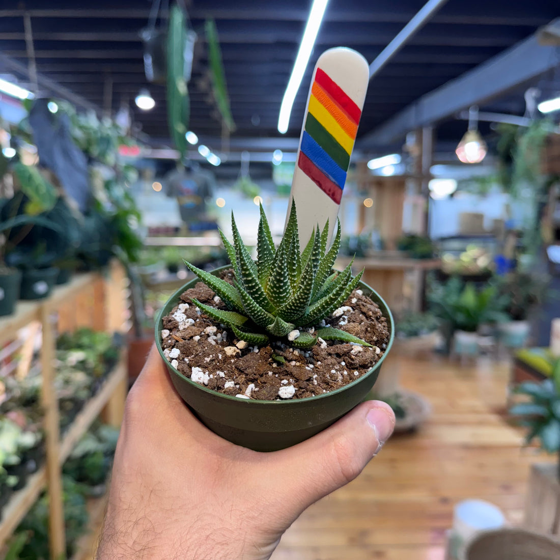 Haworthia Zebra Succulent
